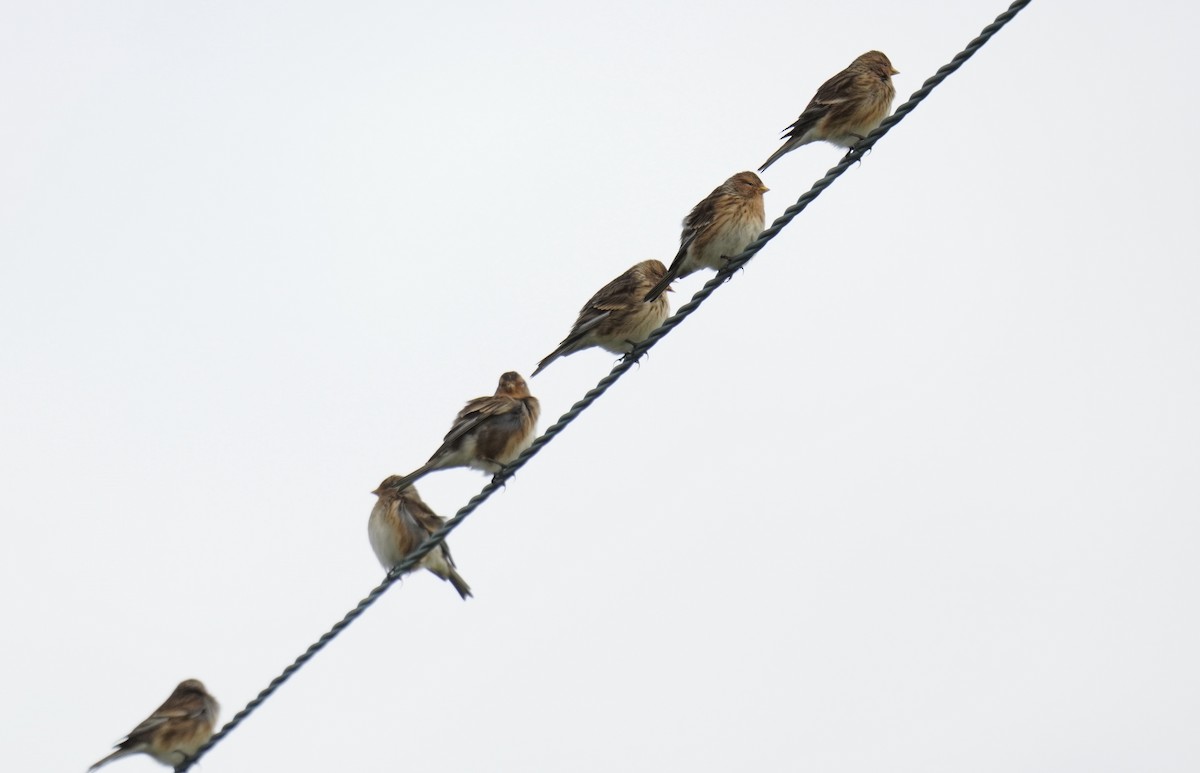 Twite - ML625080569