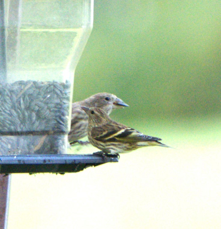 Pine Siskin - ML625080593
