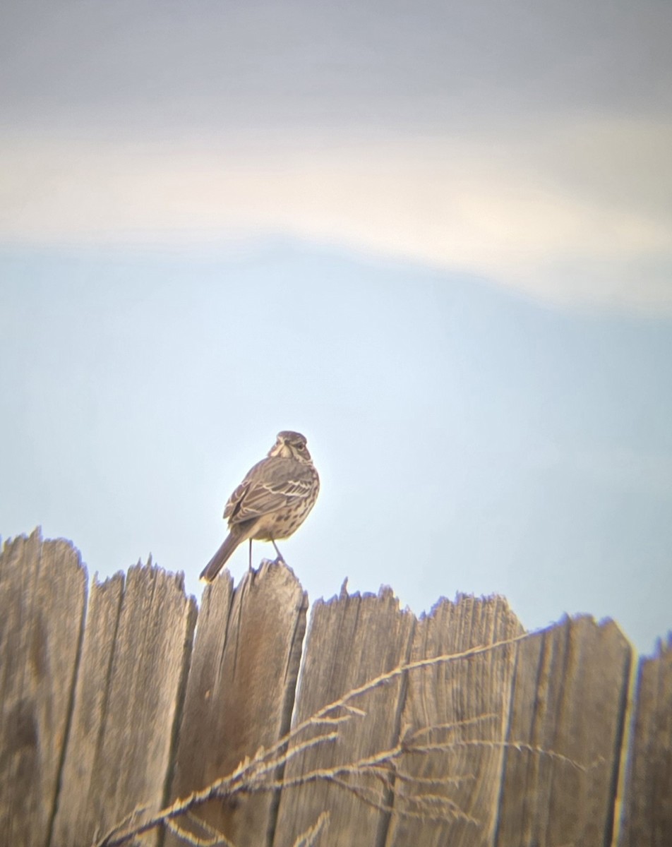 Sage Thrasher - ML625080716