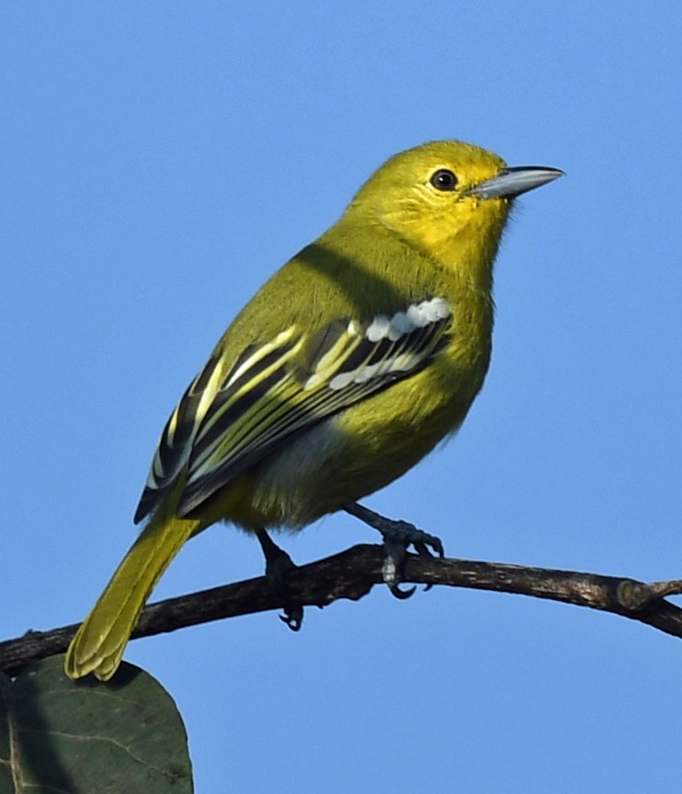 Common Iora - ML625080767