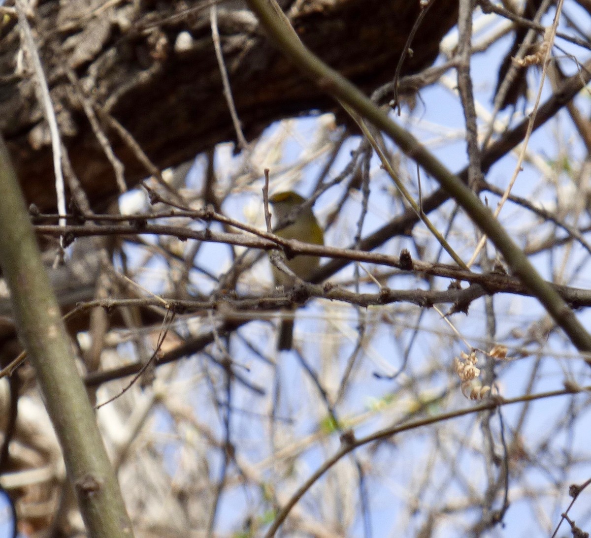 White-eyed Vireo - ML625080776