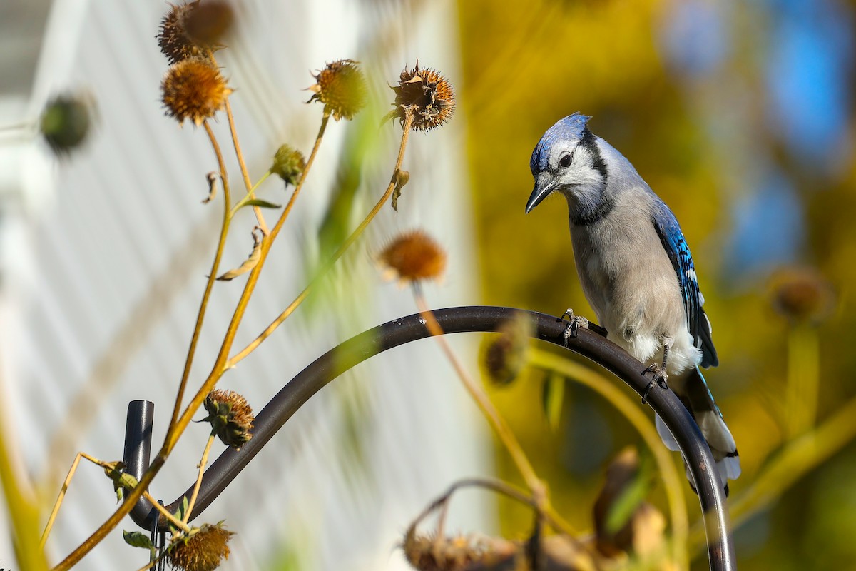 Blue Jay - ML625080880