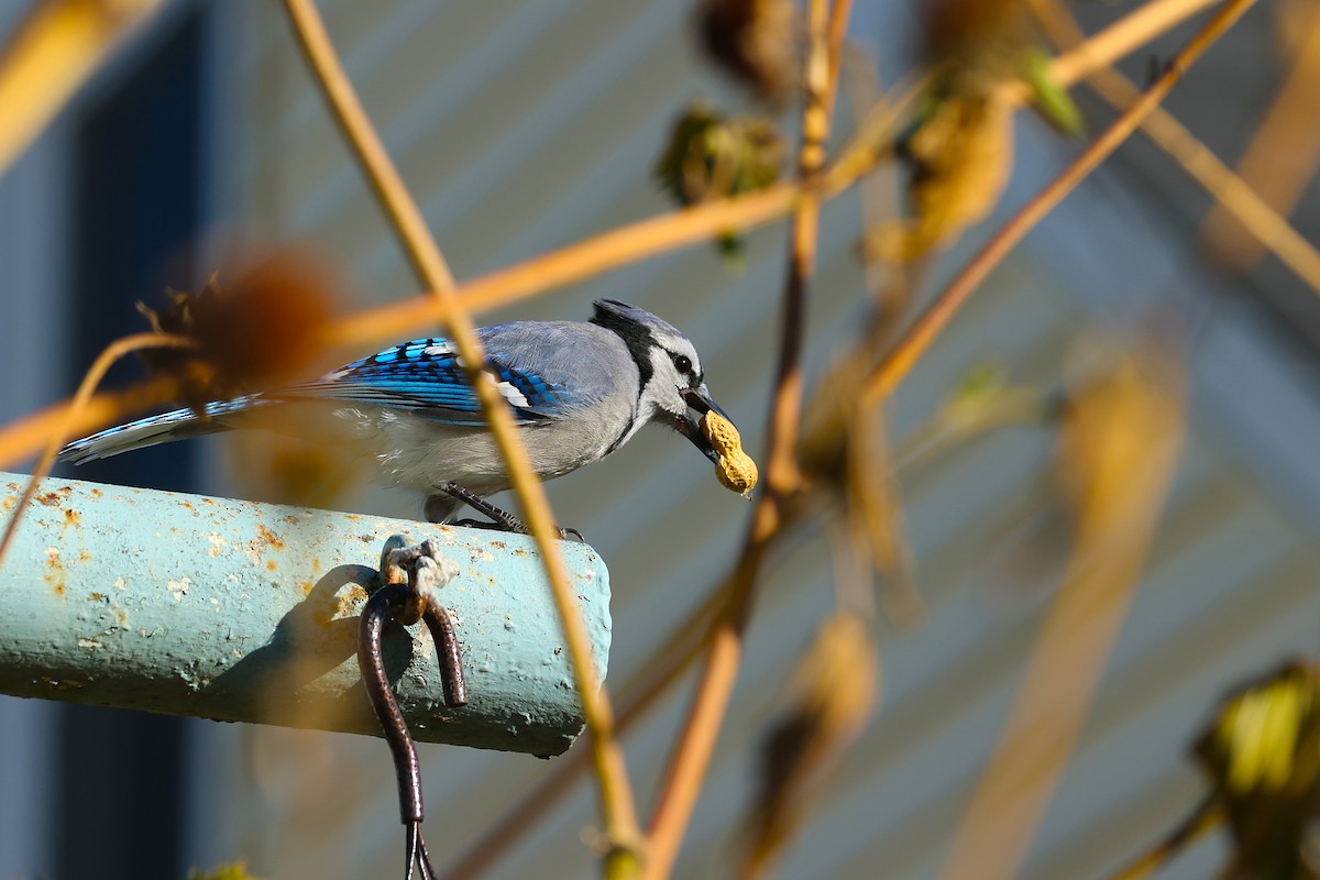 Blue Jay - ML625080881