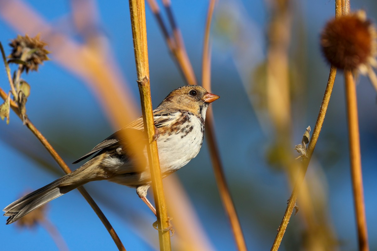 Harris's Sparrow - ML625080890