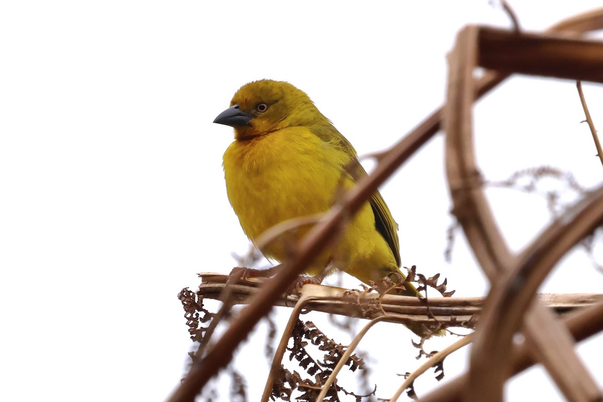 Cape Weaver - ML625080941