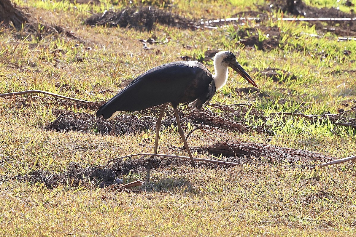 African Woolly-necked Stork - ML625080984