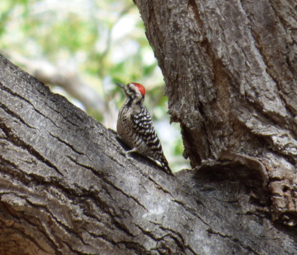 Ladder-backed Woodpecker - ML625081022