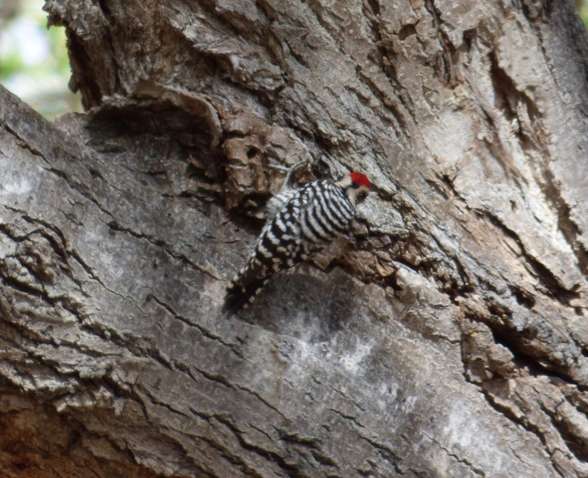 Ladder-backed Woodpecker - Barb Thomascall