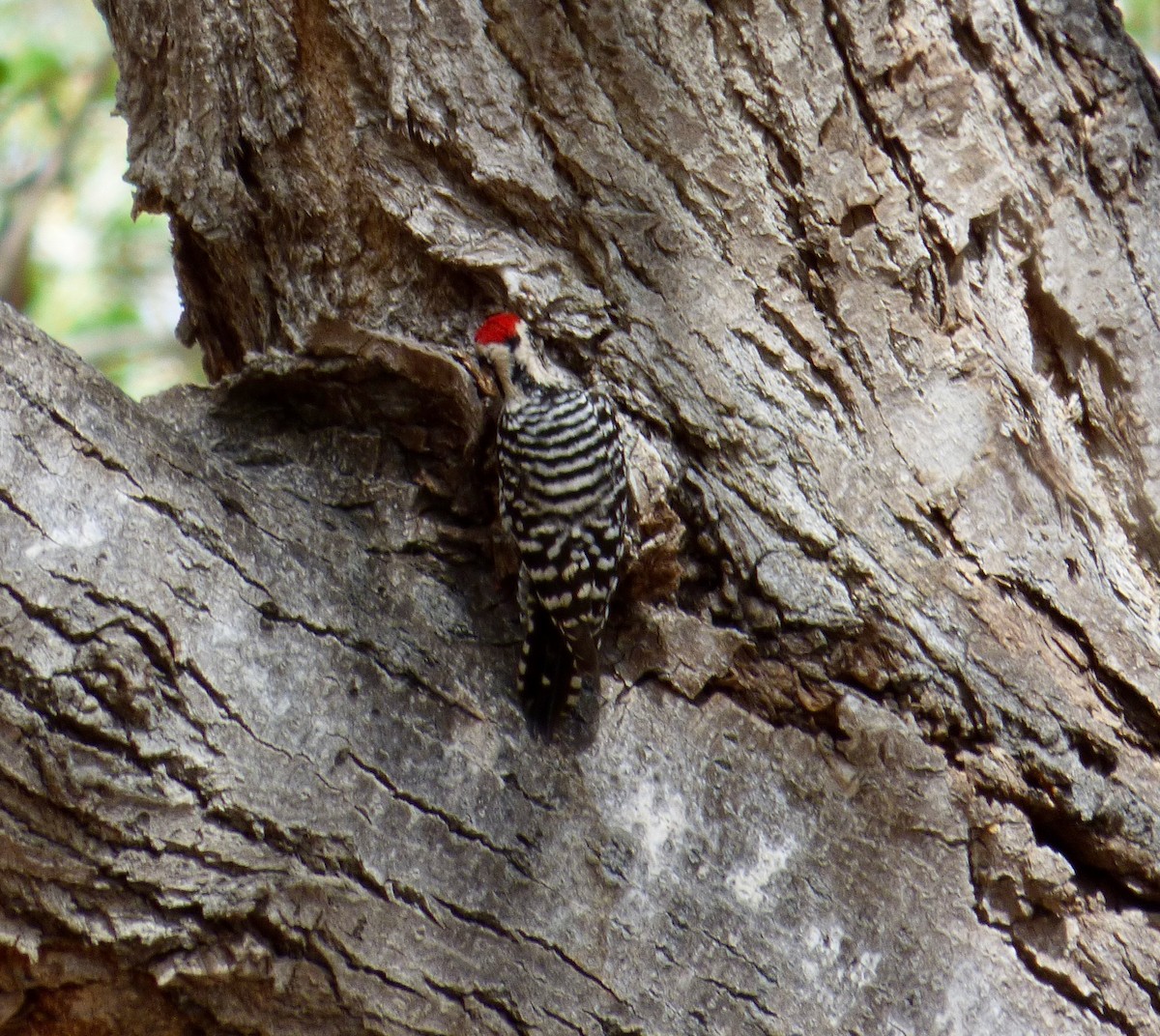 Ladder-backed Woodpecker - ML625081024