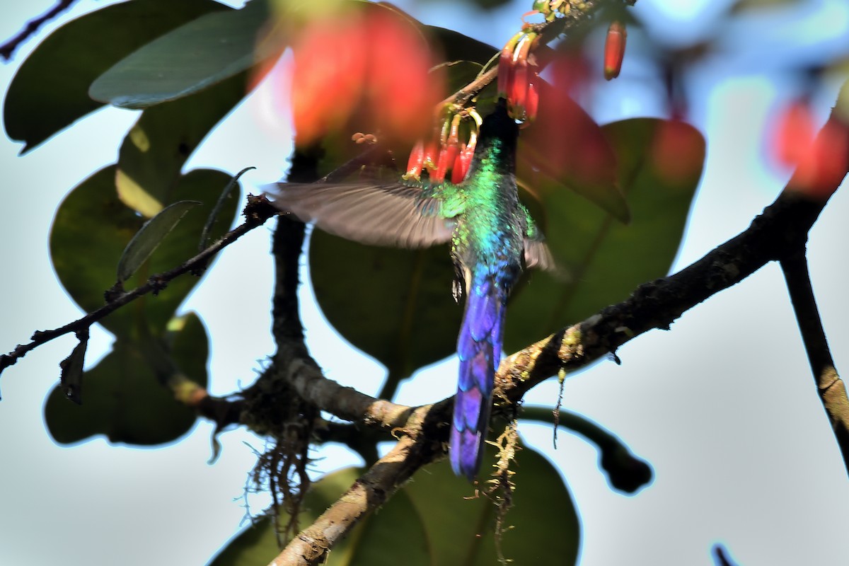 Violet-tailed Sylph - ML625081053