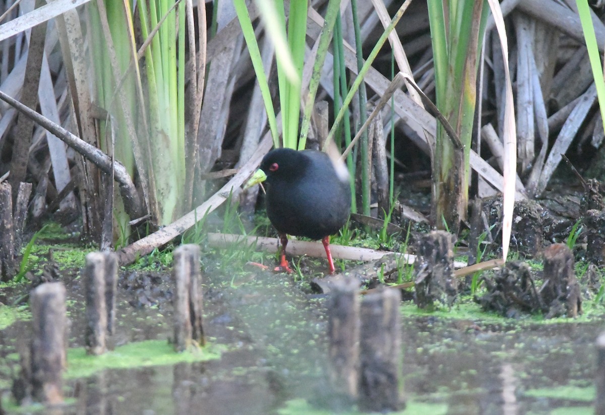 Black Crake - ML625081204