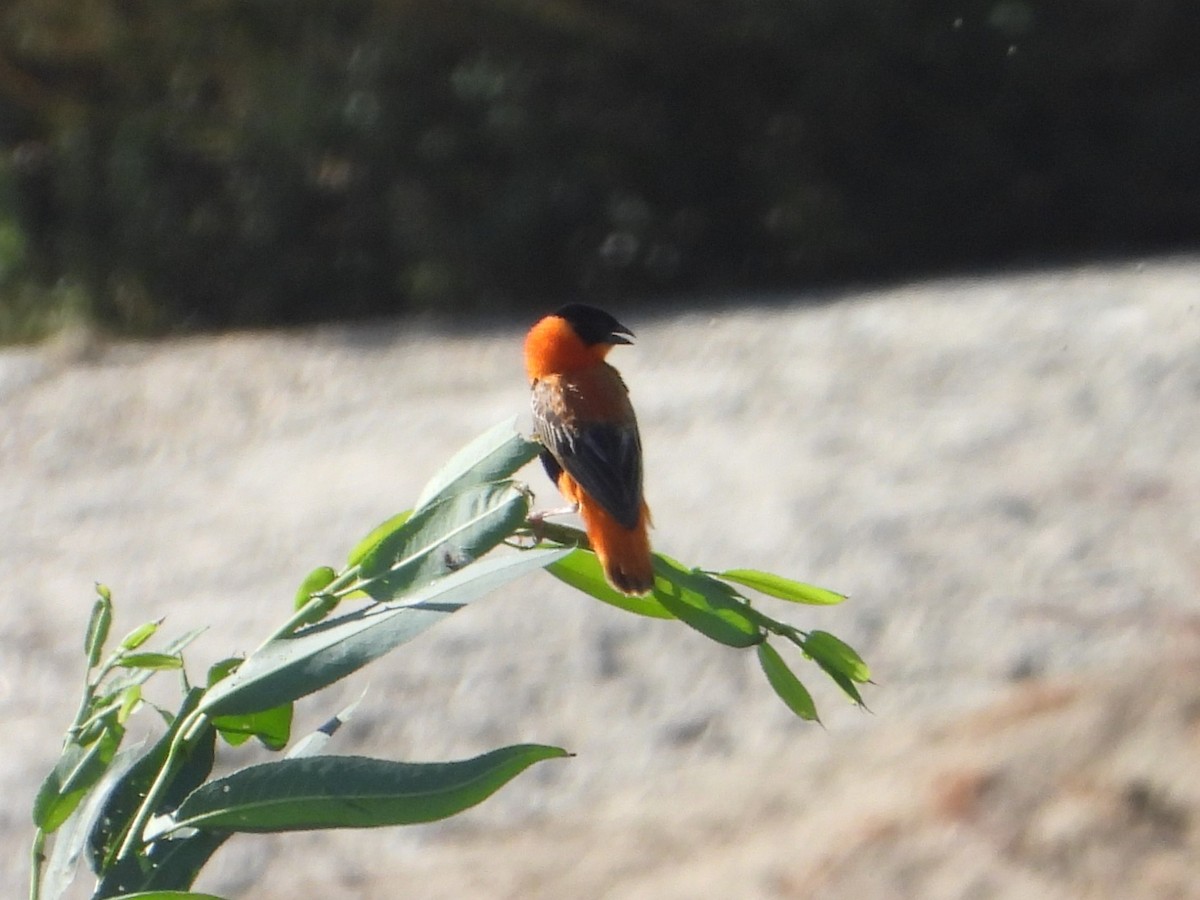 Northern Red Bishop - ML625081329