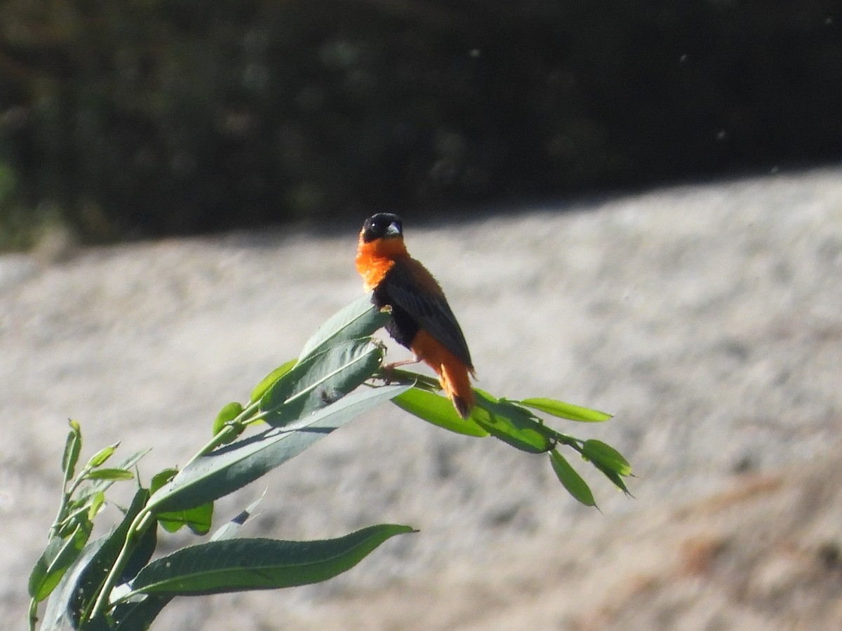 Northern Red Bishop - ML625081330