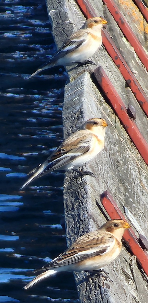 Snow Bunting - ML625081336