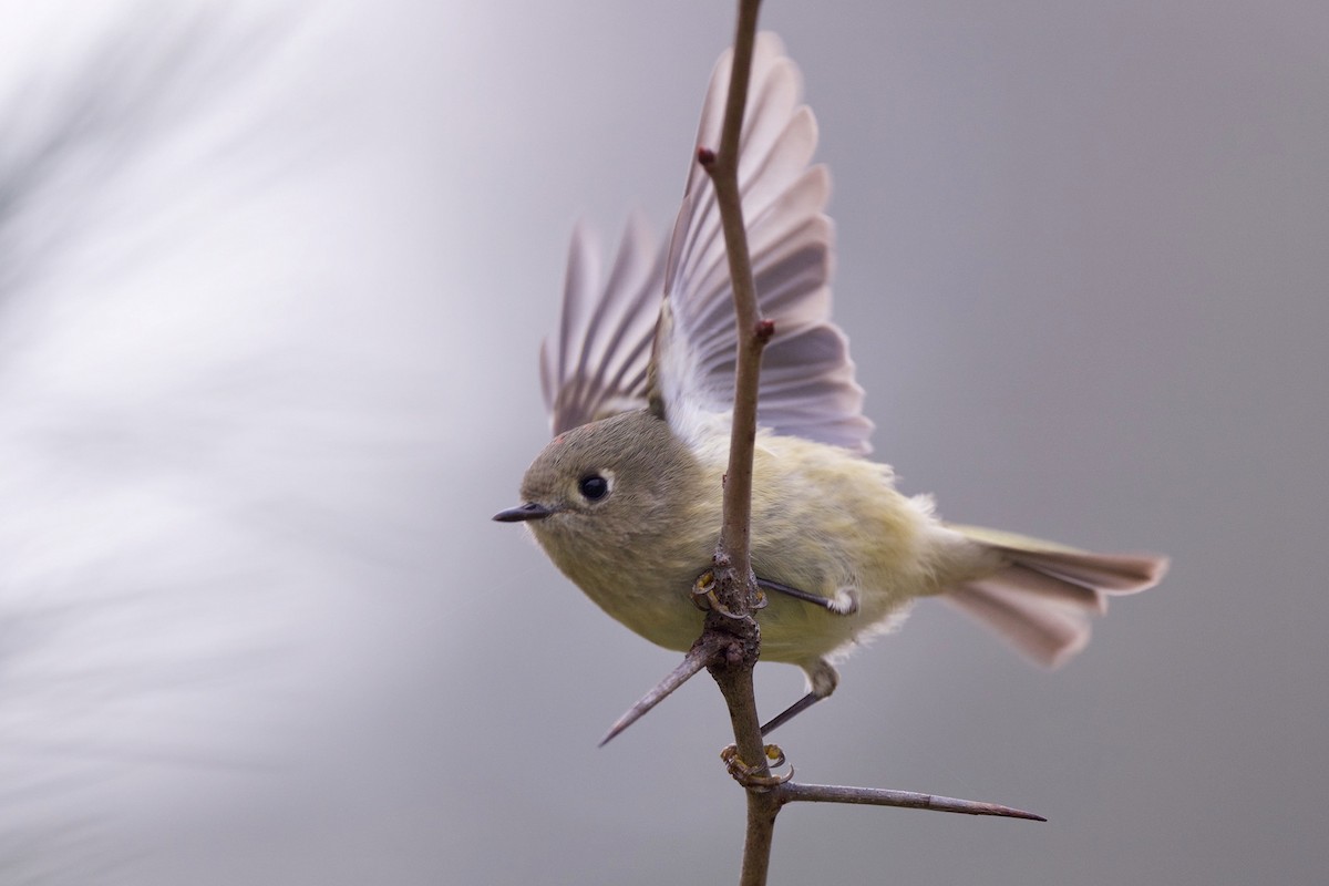 Ruby-crowned Kinglet - ML625081363