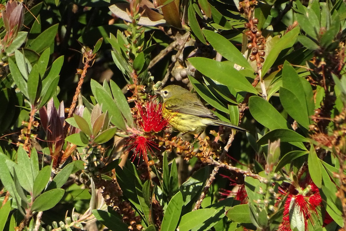 Paruline des prés - ML625081368