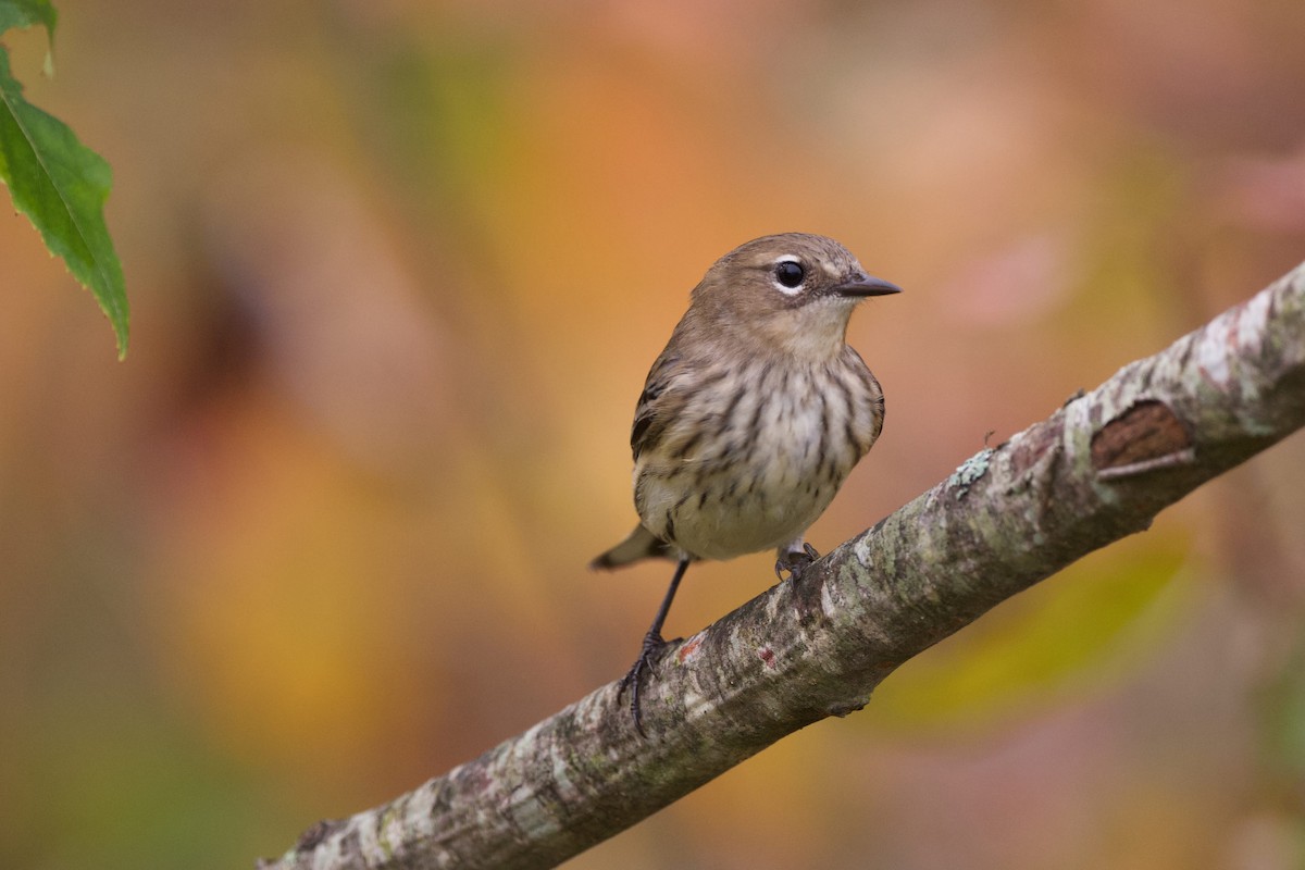 Yellow-rumped Warbler - ML625081376