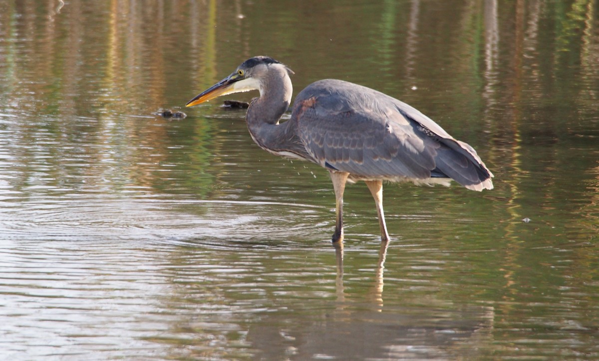 Great Blue Heron (Great Blue) - ML625081404