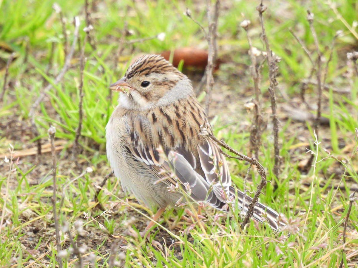 Clay-colored Sparrow - ML625081449