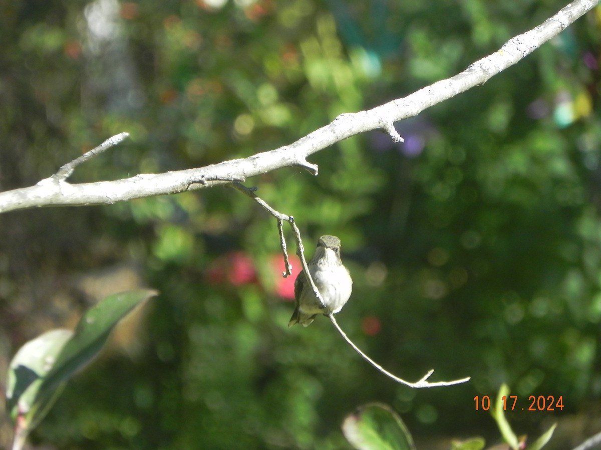 Ruby-throated Hummingbird - ML625081450