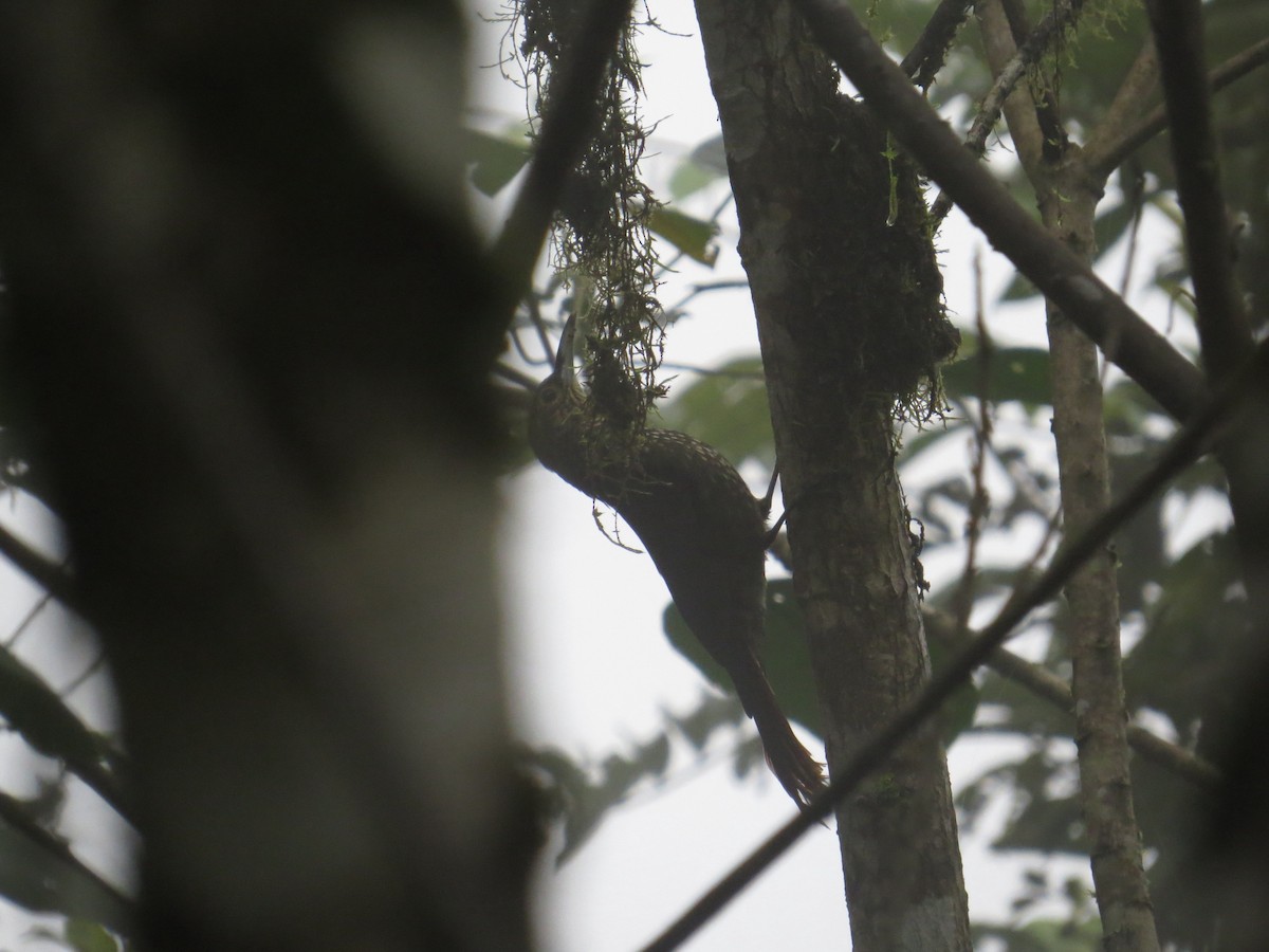 Olive-backed Woodcreeper - Neil Osborne