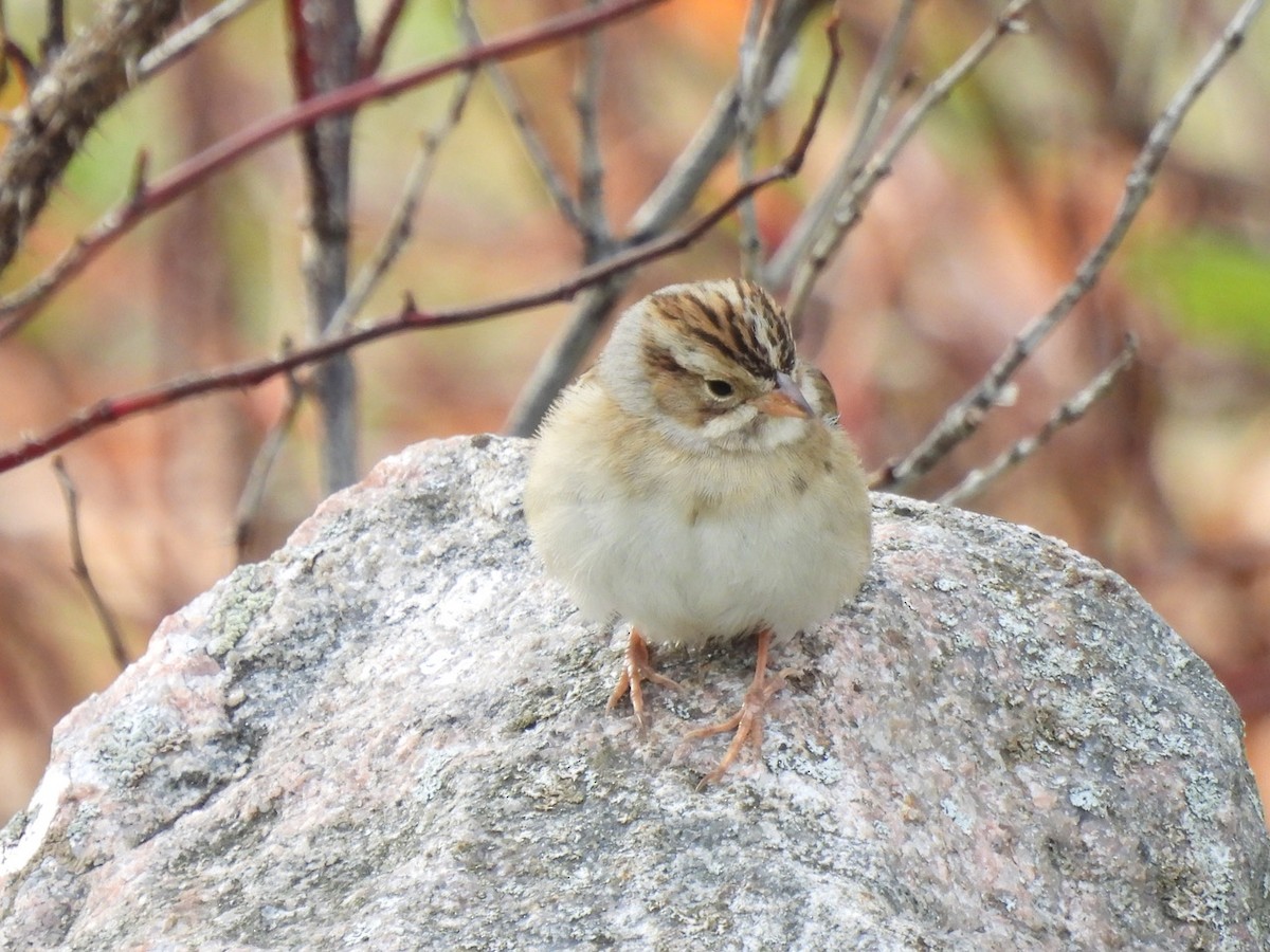 Clay-colored Sparrow - ML625081472