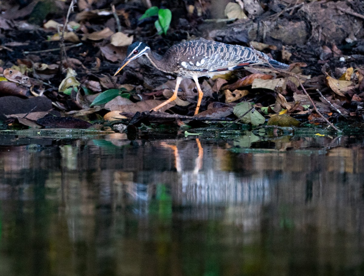 Sunbittern - ML625081495