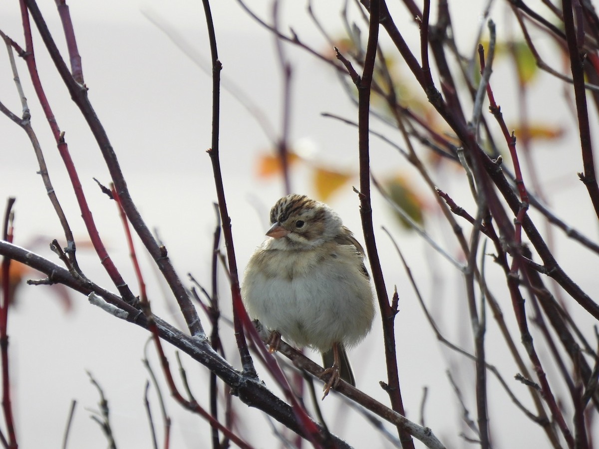 Clay-colored Sparrow - ML625081502