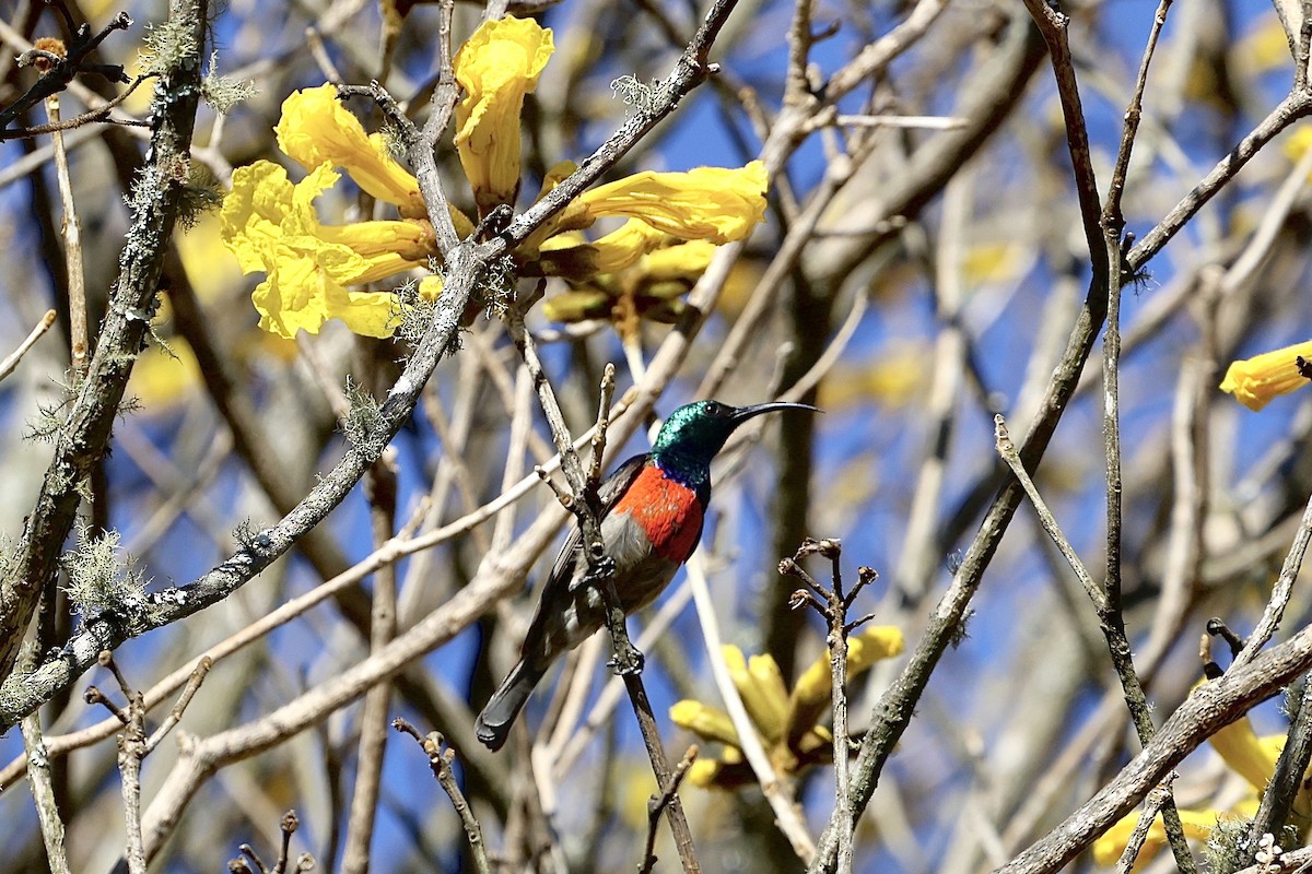 Greater Double-collared Sunbird - ML625081521