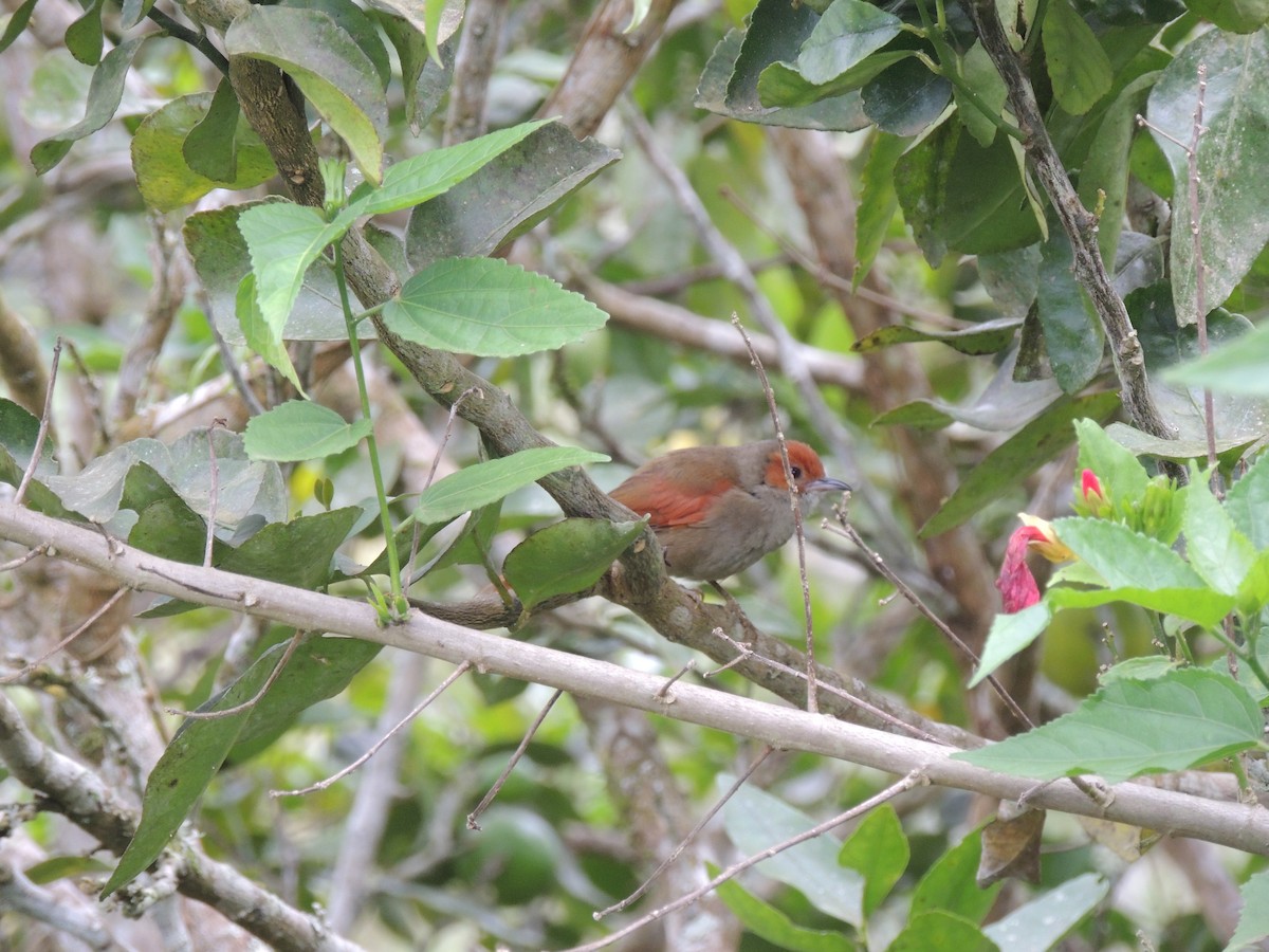 Red-faced Spinetail - ML625081572