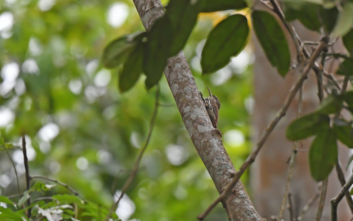 Dusky-capped Woodcreeper (Layard's) - ML625081584