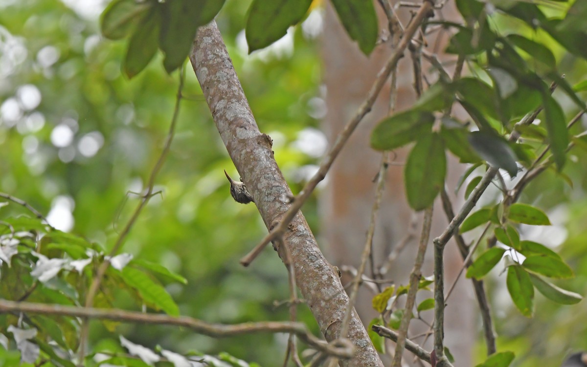 Dusky-capped Woodcreeper (Layard's) - ML625081585