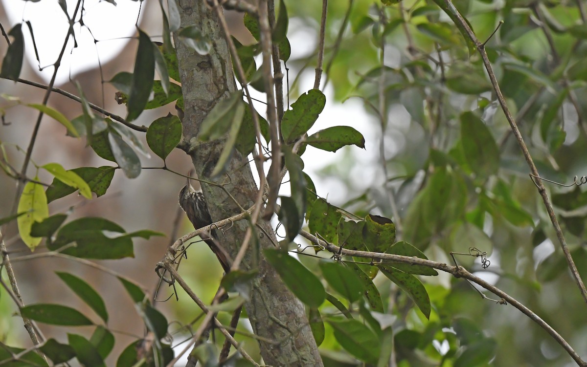 Dusky-capped Woodcreeper (Layard's) - ML625081587