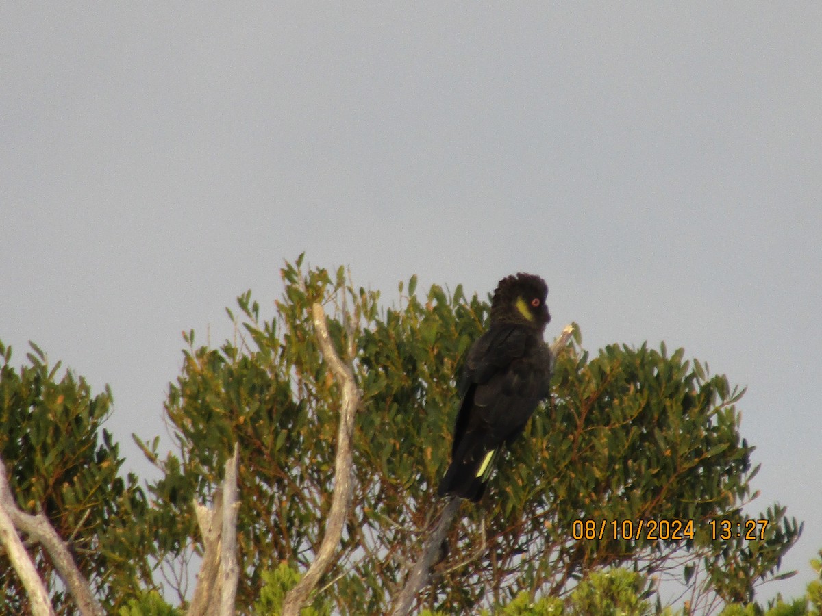 Yellow-tailed Black-Cockatoo - ML625081591