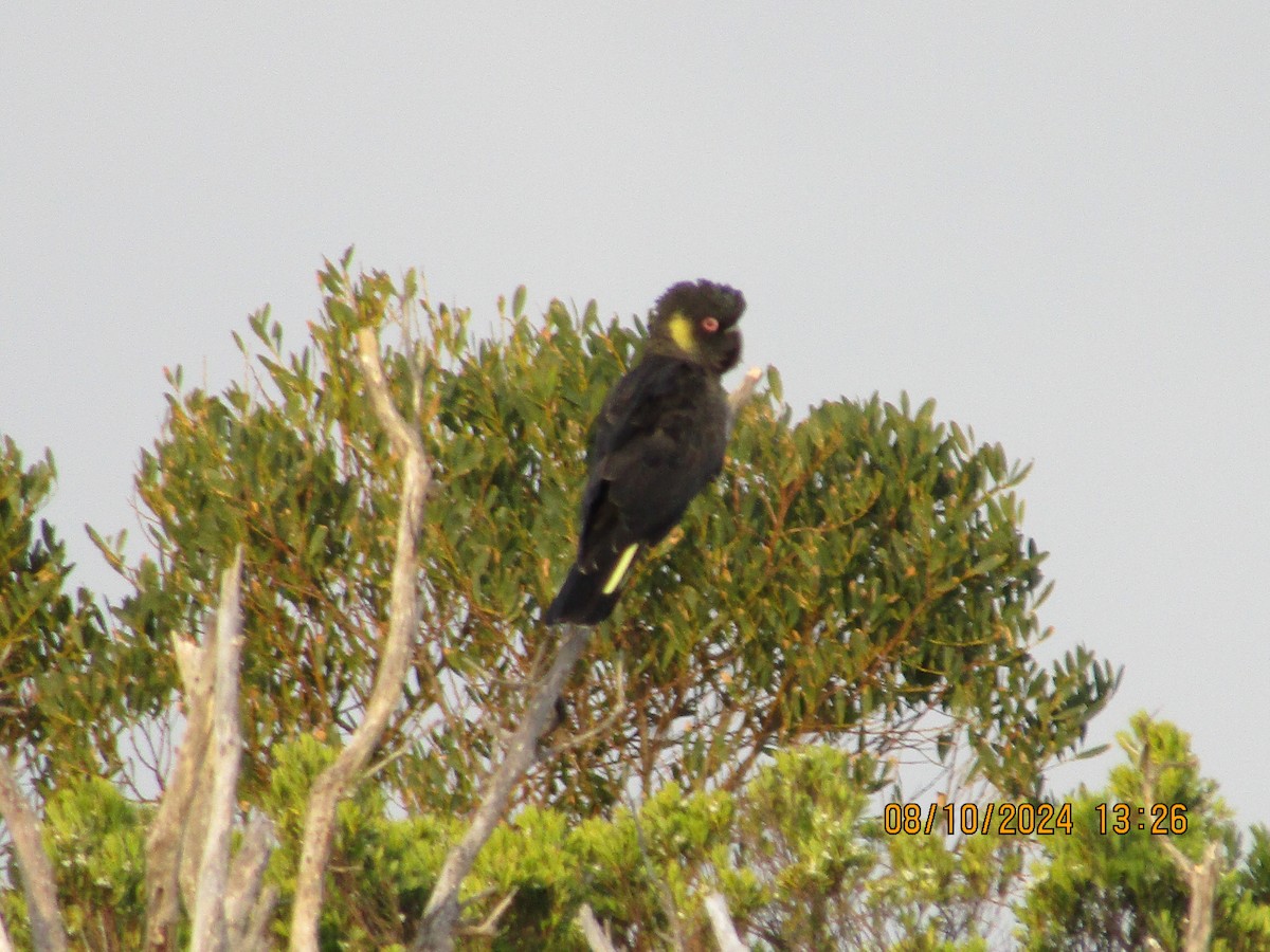 Yellow-tailed Black-Cockatoo - ML625081592