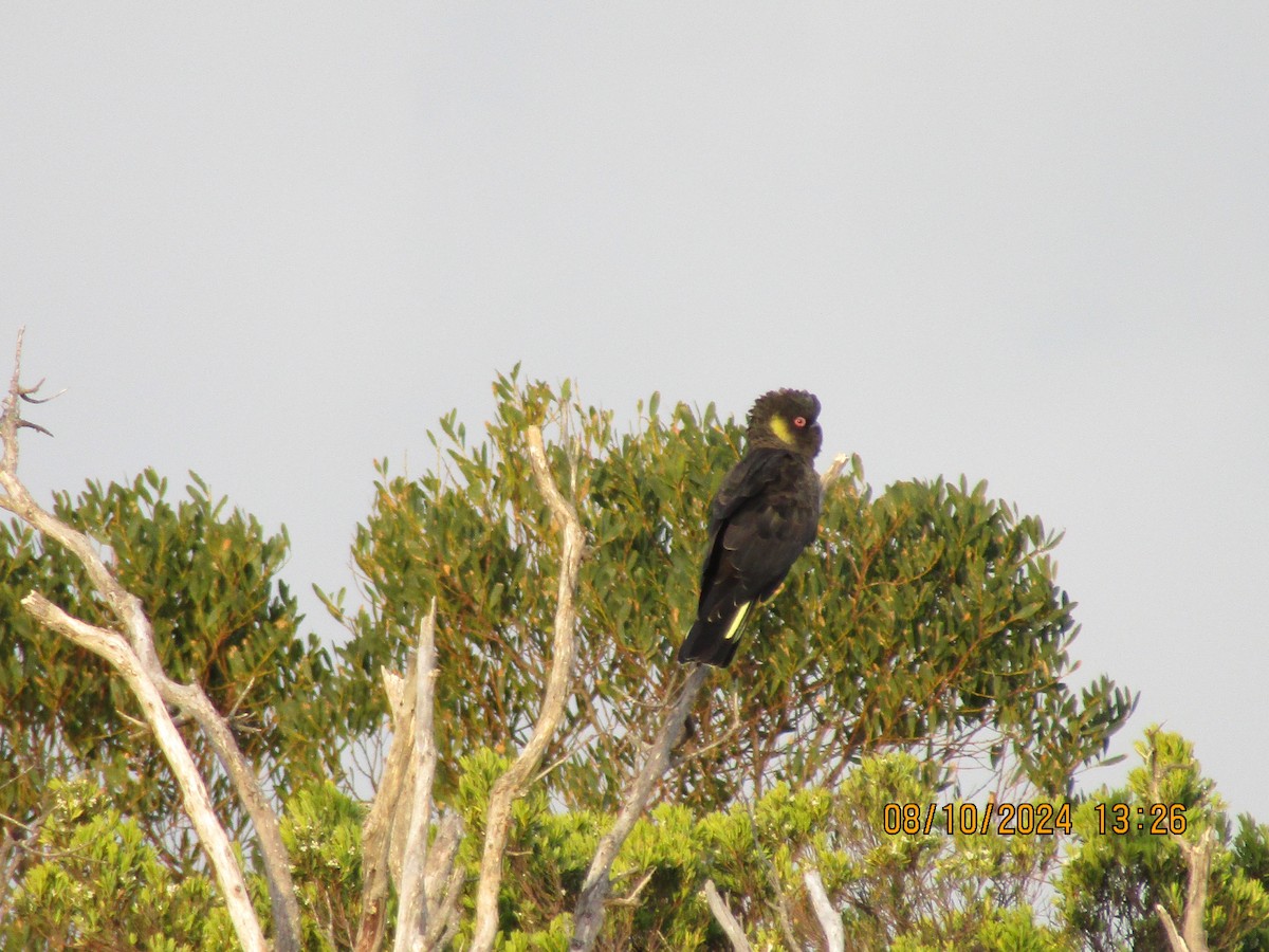 Yellow-tailed Black-Cockatoo - ML625081593