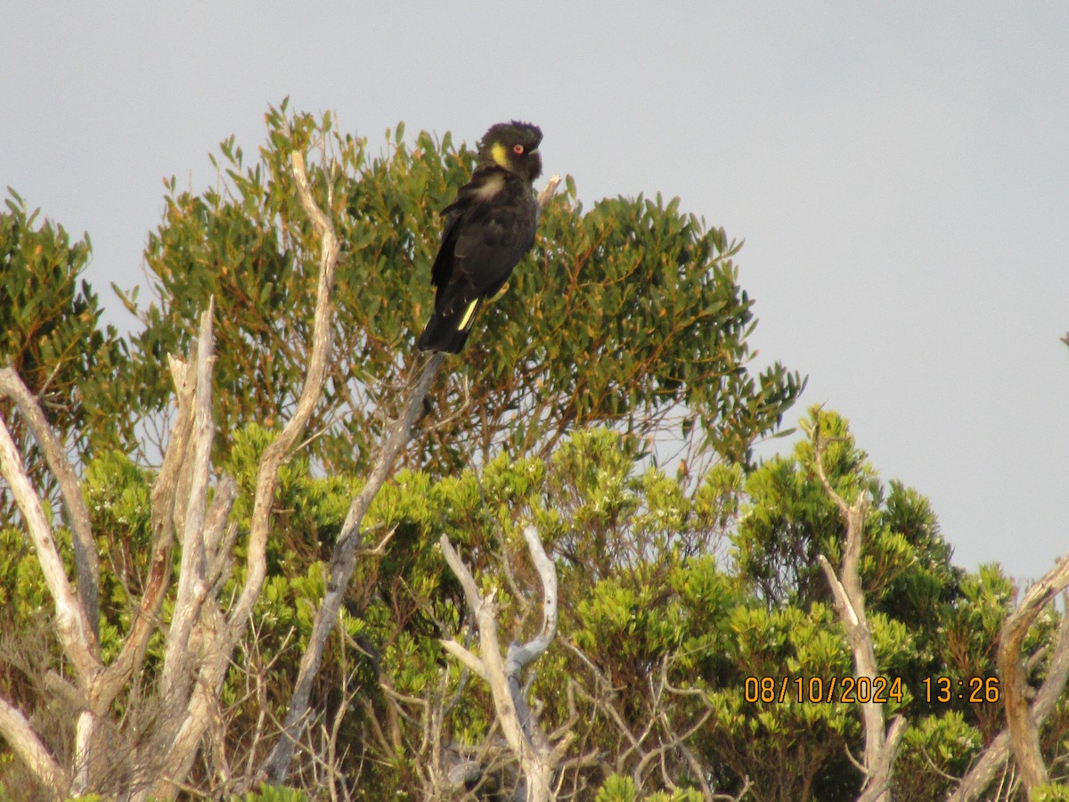 Yellow-tailed Black-Cockatoo - ML625081594