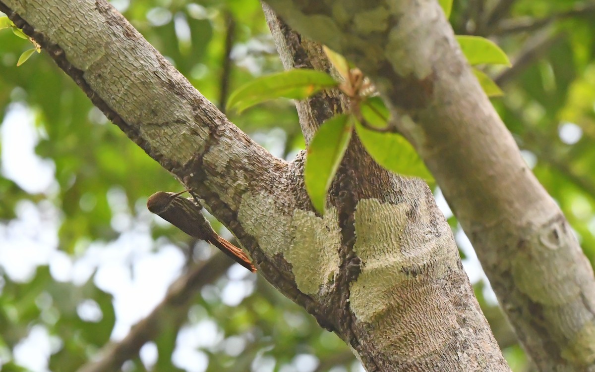 Dusky-capped Woodcreeper (Layard's) - ML625081713