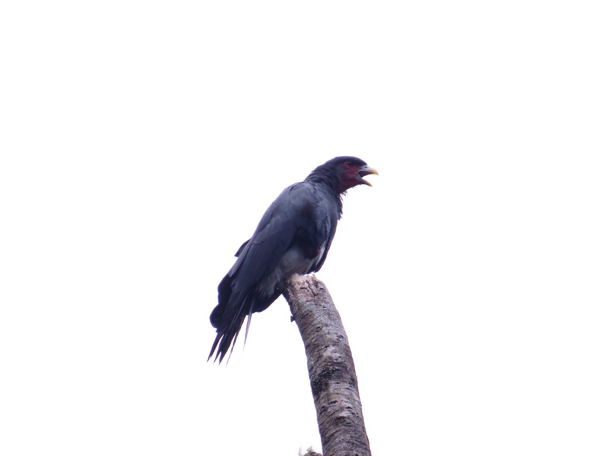 Red-throated Caracara - ML625081805