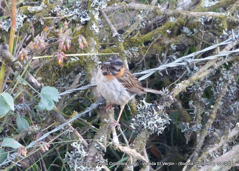 Rufous-collared Sparrow - ML625081906