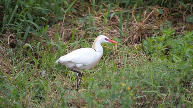 ニシアマサギ - ML625081953