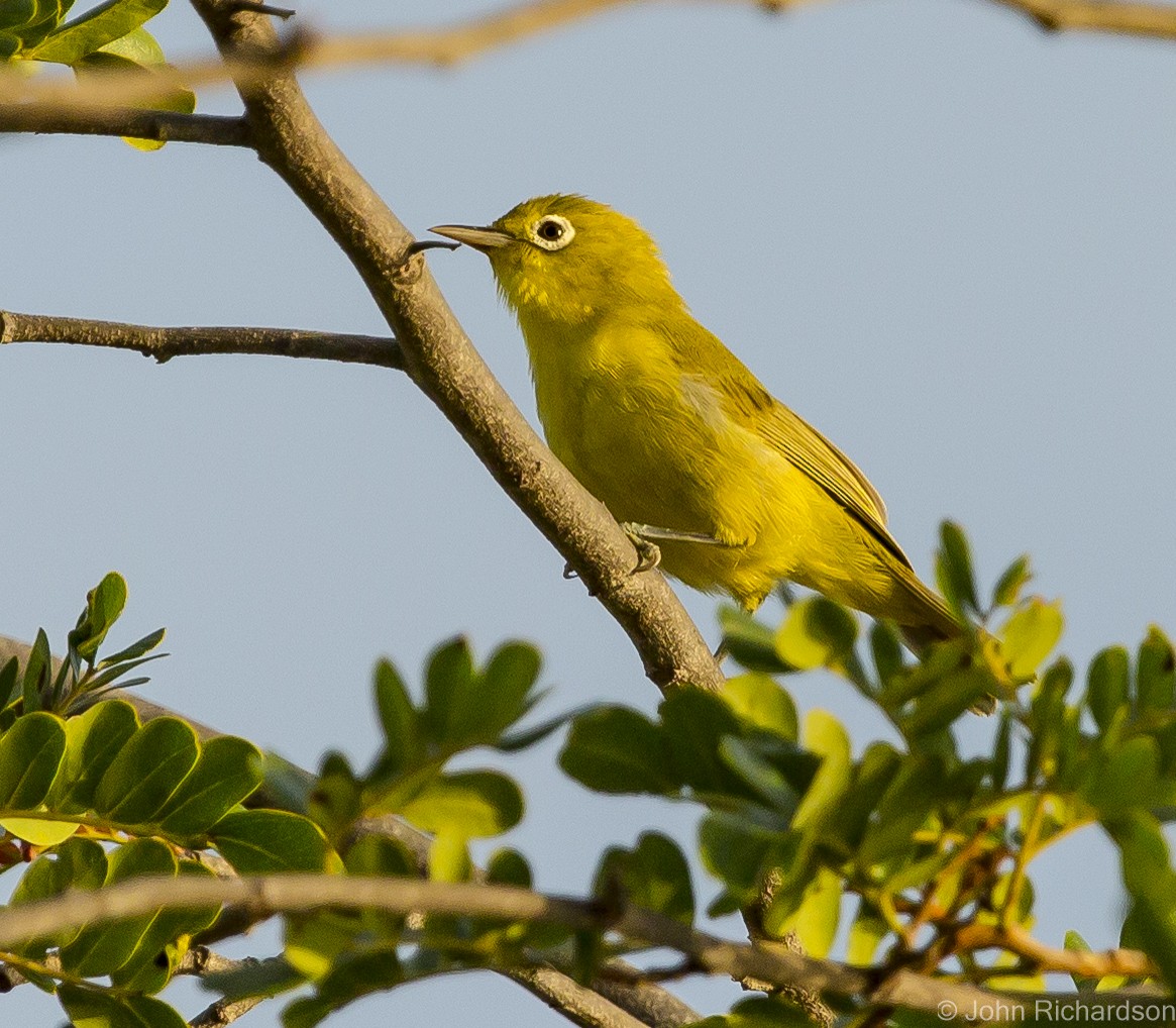 Lemon-bellied White-eye - ML625082000