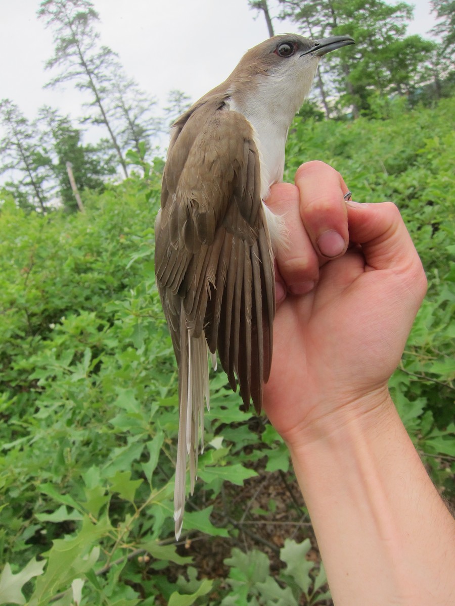 Black-billed Cuckoo - ML62508201