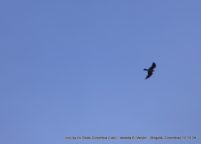 Mississippi Kite - ML625082126