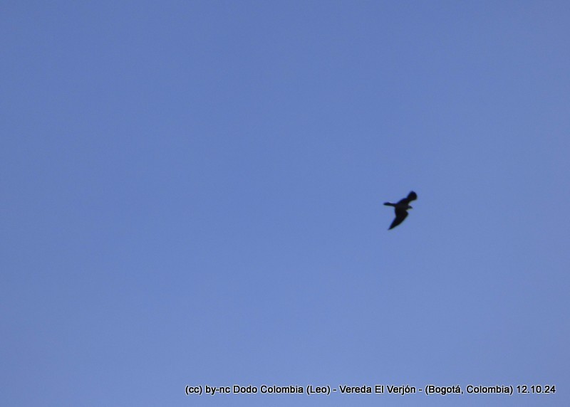 Mississippi Kite - ML625082127