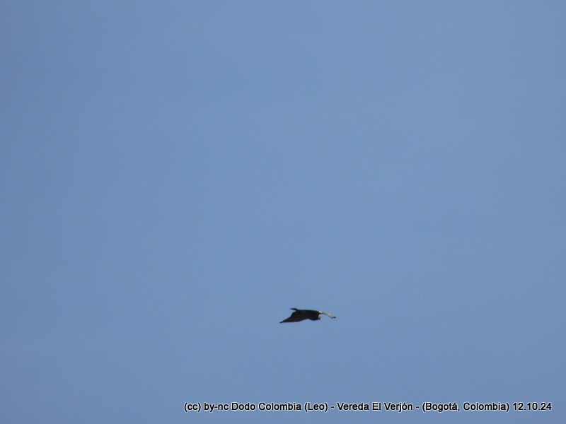 Mississippi Kite - ML625082128