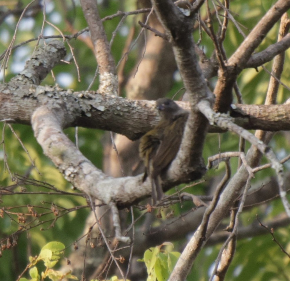 Least Honeyguide - ML625082267