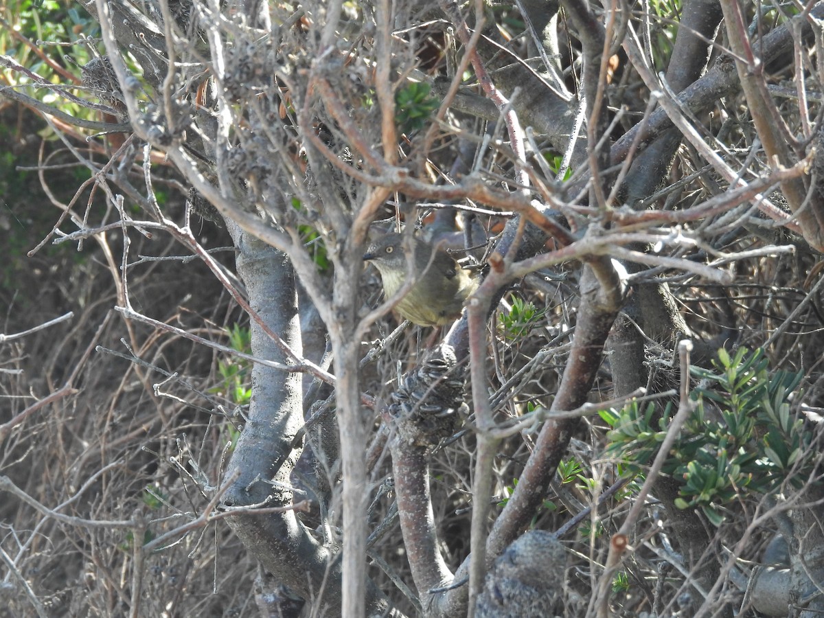 Tasmanian Scrubwren - ML625082270