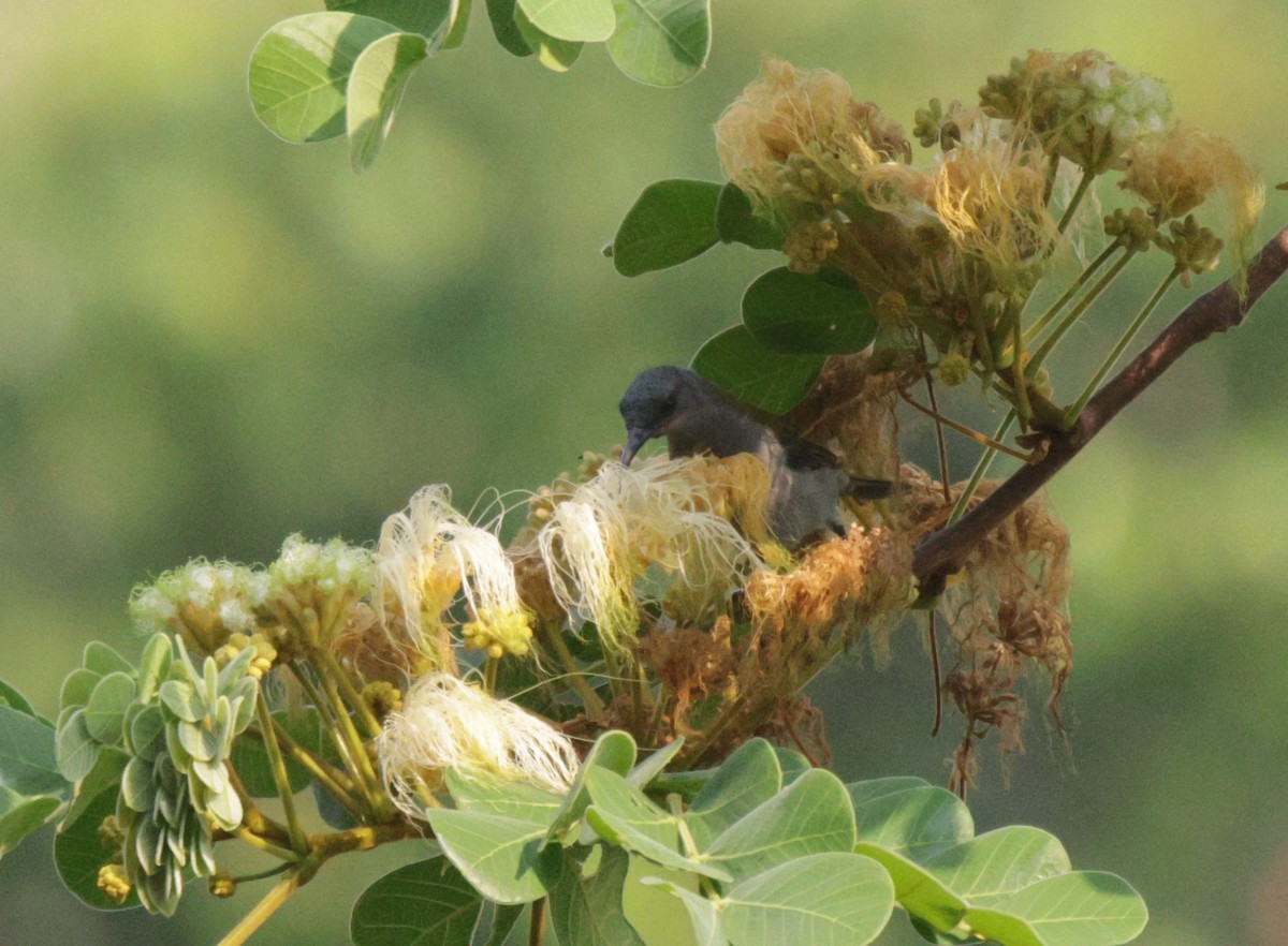 Bannerman's Sunbird - ML625082287