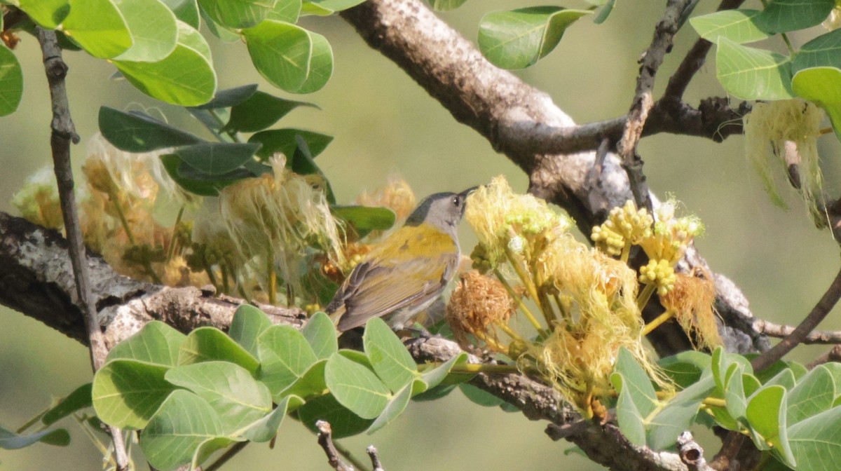 Bannerman's Sunbird - ML625082288
